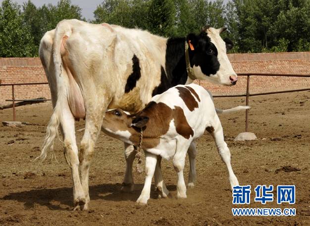 世界首例轉(zhuǎn)基因