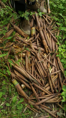 民間野考隊稱發現神農架野人活動新證據