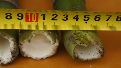 民間野考隊稱發現神農架野人活動新證據