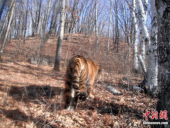吉林省長白山區(qū)再次拍攝到野生東北虎