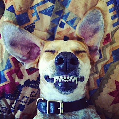 奇趣！動物攝影:一只特立獨行的狗(組圖)