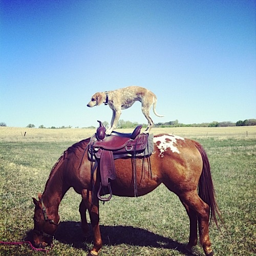 奇趣！動物攝影:一只特立獨行的狗(組圖)