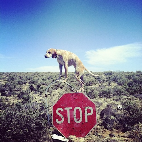 奇趣！動(dòng)物攝影:一只特立獨(dú)行的狗(組圖)