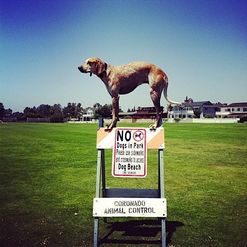 奇趣！動物攝影:一只特立獨行的狗(組圖)
