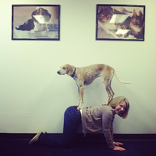 奇趣！動物攝影:一只特立獨行的狗(組圖)