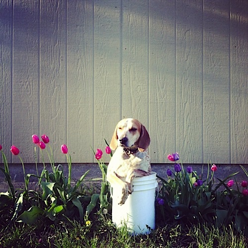 奇趣！動物攝影:一只特立獨行的狗(組圖)