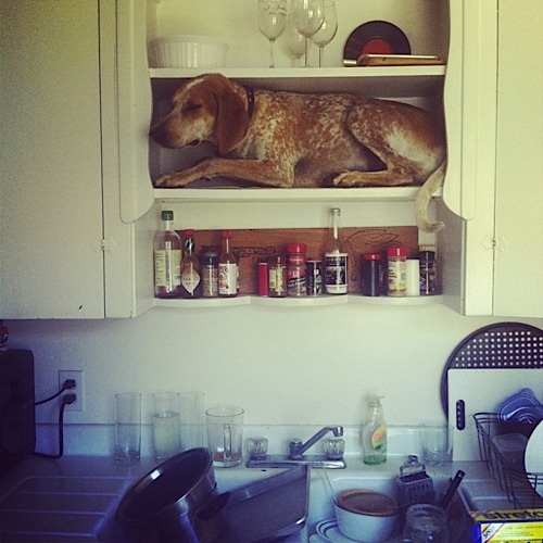 奇趣！動物攝影:一只特立獨行的狗(組圖)