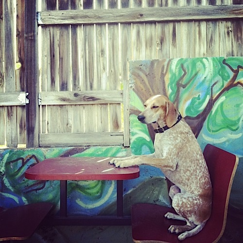 奇趣！動物攝影:一只特立獨行的狗(組圖)