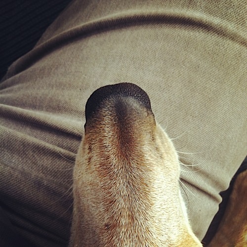 奇趣！動(dòng)物攝影:一只特立獨(dú)行的狗(組圖)