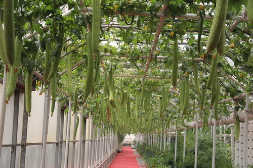 港澳媒體行采訪團(tuán)參觀壽光市蔬菜高科技示范園