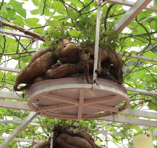 港澳媒體行采訪團參觀壽光市蔬菜高科技示范園