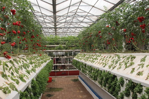 港澳媒體行采訪團(tuán)參觀壽光市蔬菜高科技示范園