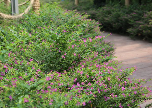 泰安：以創意旅游產品吸引港澳游客