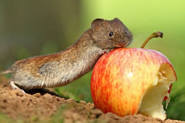 那些超萌寵物的爆笑瞬間