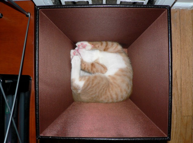 那些超萌寵物的爆笑瞬間