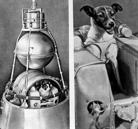 史上進(jìn)入太空的“動(dòng)物航天員”