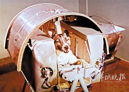 史上進入太空的“動物航天員”