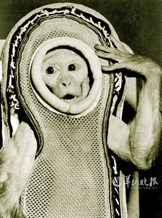 史上進入太空的“動物航天員”