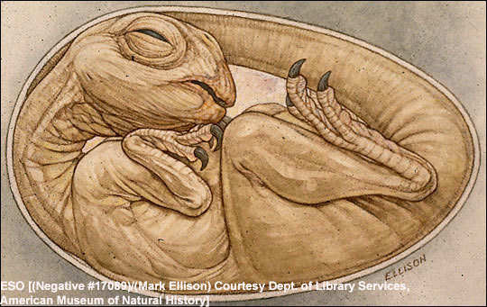 恐龍嬰兒震驚世界！盤點史上獨特的恐龍化石