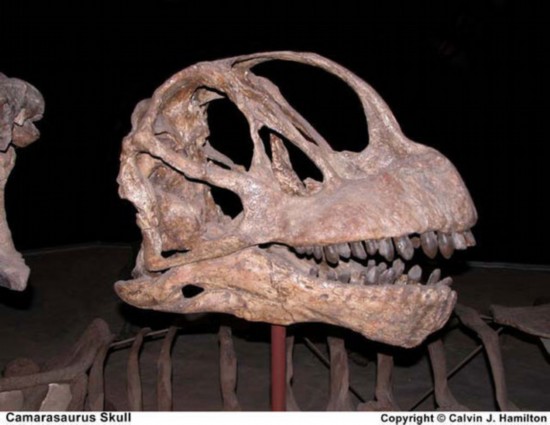 恐龍嬰兒震驚世界！盤點史上獨特的恐龍化石