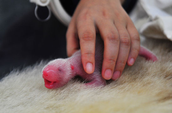 今年全球首對雙胞胎熊貓寶寶誕生