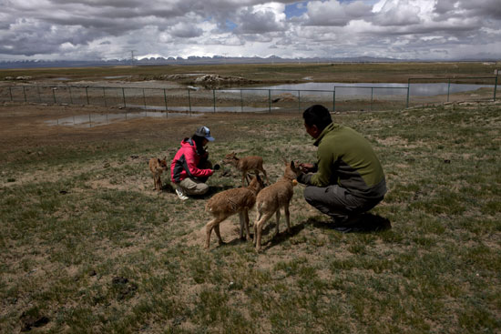 可可西里自然保護區加強對藏羚羊的保護