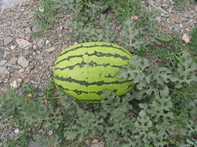 硒砂瓜——石頭縫里長出的珍品