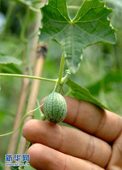 微型“西瓜”比一元硬幣還小 西安上市