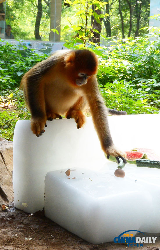 武漢遭遇持續高溫 大熊貓金絲猴冰上吃水果