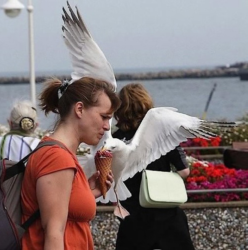 動物襲擊人的搞笑瞬間