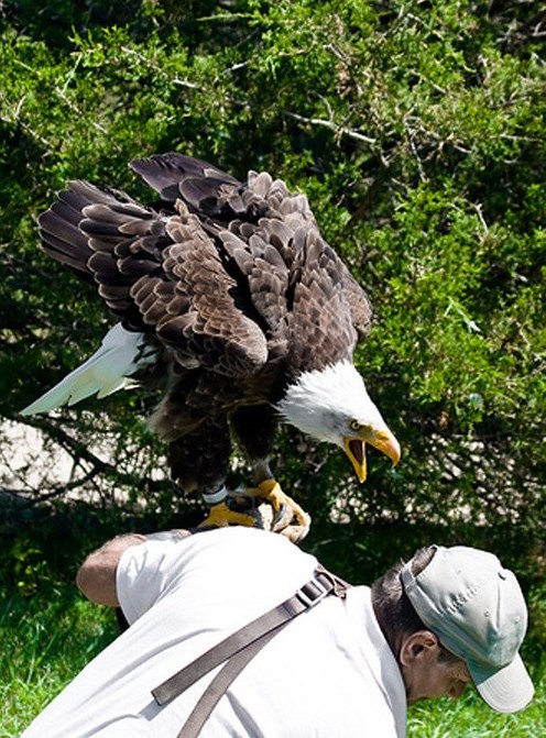 動物襲擊人的搞笑瞬間
