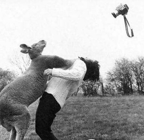 動物襲擊人的搞笑瞬間