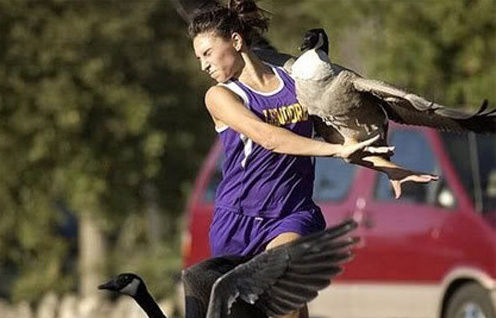 動物襲擊人的搞笑瞬間