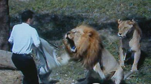 動物襲擊人的搞笑瞬間