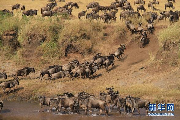 高清-肯尼亞大草原的百萬(wàn)角馬遷徙