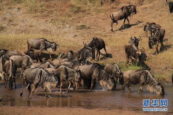 高清-肯尼亞大草原的百萬角馬遷徙
