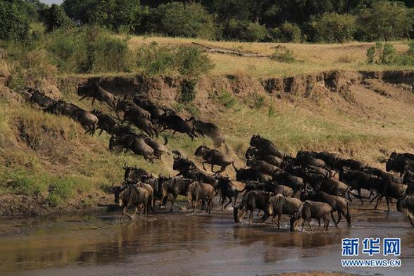 高清-肯尼亞大草原的百萬角馬遷徙
