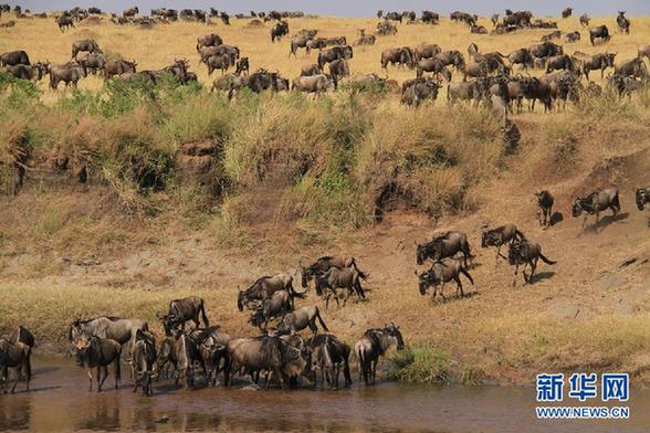 高清-肯尼亞大草原的百萬角馬遷徙