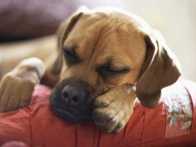 怎么睡覺(jué)會(huì)短命 睡一半容易崩潰