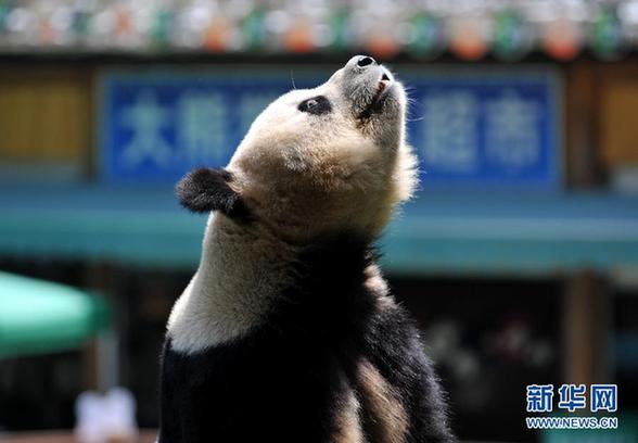 大熊貓思嘉在云南的最后一個生日(高清)