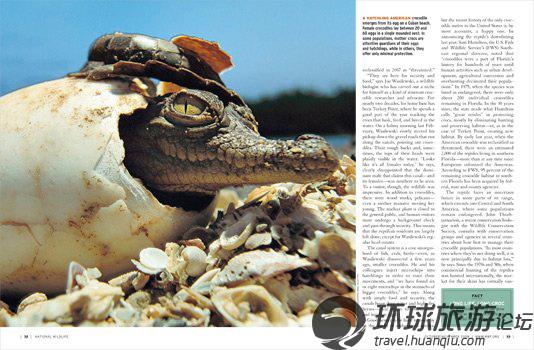 揭美國核電站鱷魚成群之謎