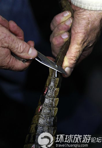 揭美國核電站鱷魚成群之謎