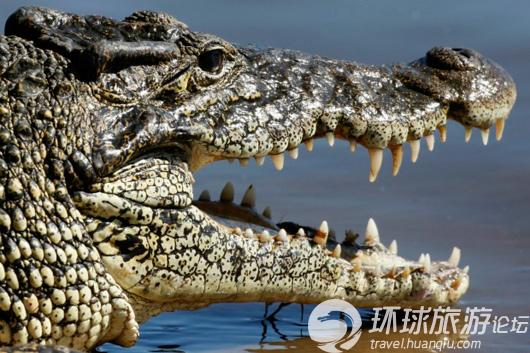 揭美國(guó)核電站鱷魚成群之謎