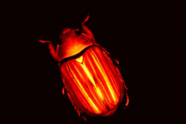 好奇！動(dòng)物眼里的世界是啥樣？(組圖)