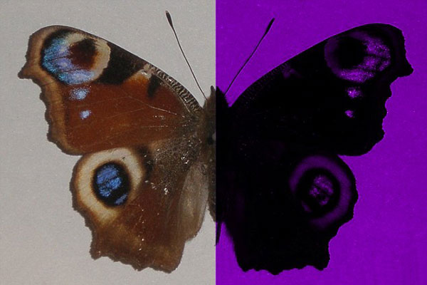 好奇！動物眼里的世界是啥樣？(組圖)