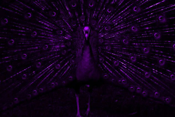 好奇！動物眼里的世界是啥樣？(組圖)