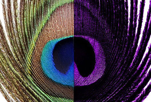 好奇！動物眼里的世界是啥樣？(組圖)