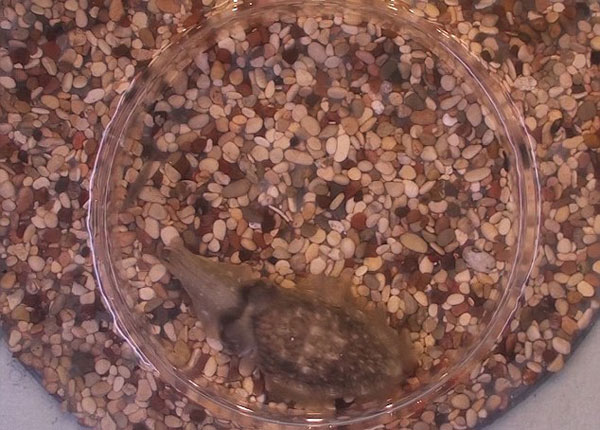 好奇！動物眼里的世界是啥樣？(組圖)