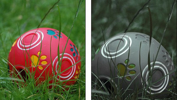 好奇！動物眼里的世界是啥樣？(組圖)