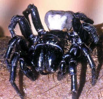 水母毒死人 揭秘讓人立刻斃命的最毒物(組圖)